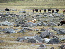 Ecuador-Highlands Riding Tours-Volcano Avenue and Cotopaxi Ride